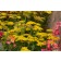 Photo Courtesy of Syngenta Flowers