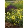Photo Courtesy of Bailey Nurseries Inc.