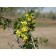 Yellow Flowering Currant...©photo ArborTanics Inc.