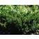 Photo Courtesy of Bailey Nurseries Inc.