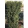 Photo Courtesy of Russell's Nursery