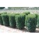 Photo Courtesy of Russell's Nursery Inc.