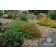 Photo Courtesy of Plant Select®