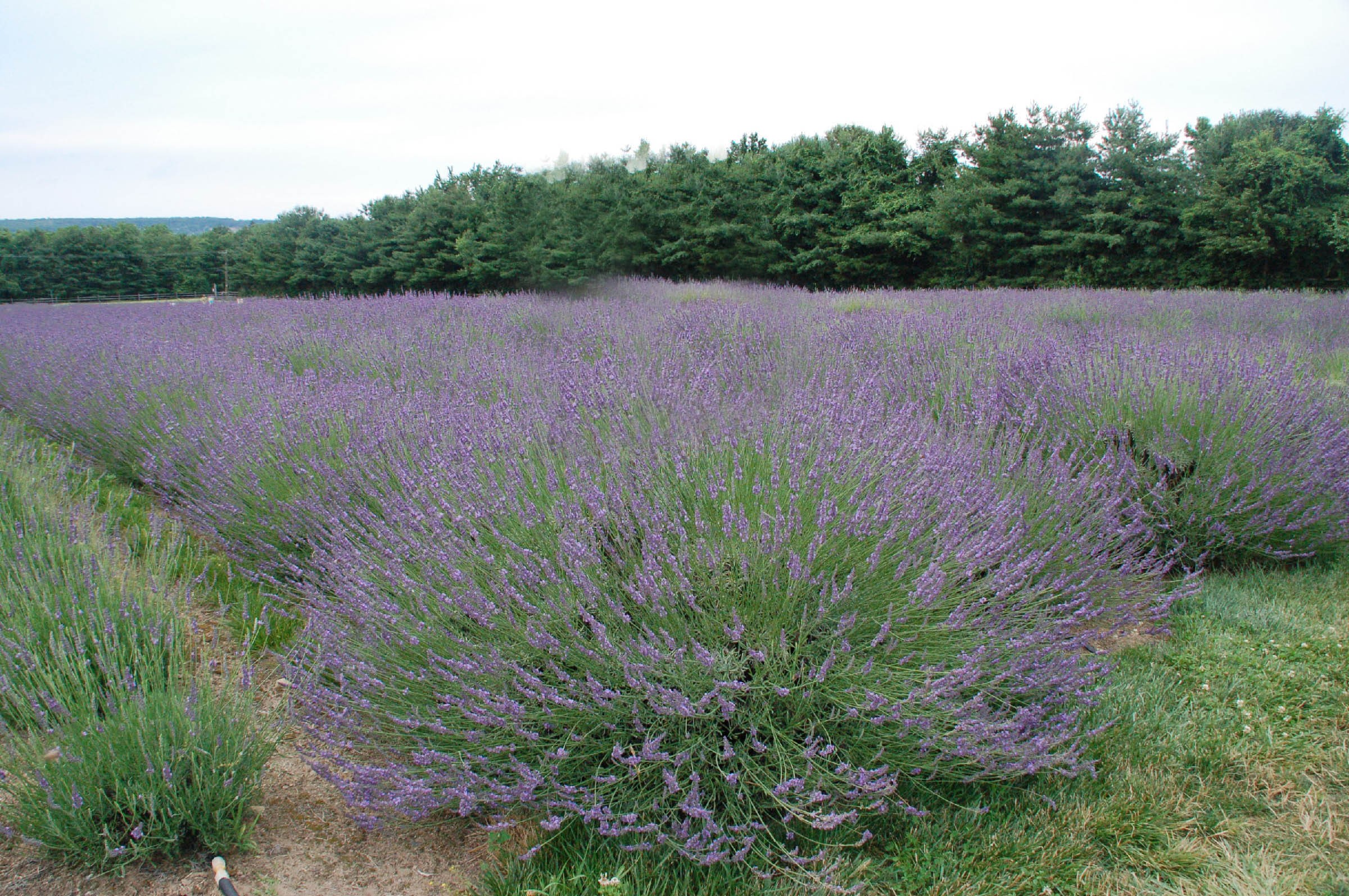 Lavender, Niko Phenomenal - TheTreeFarm.com