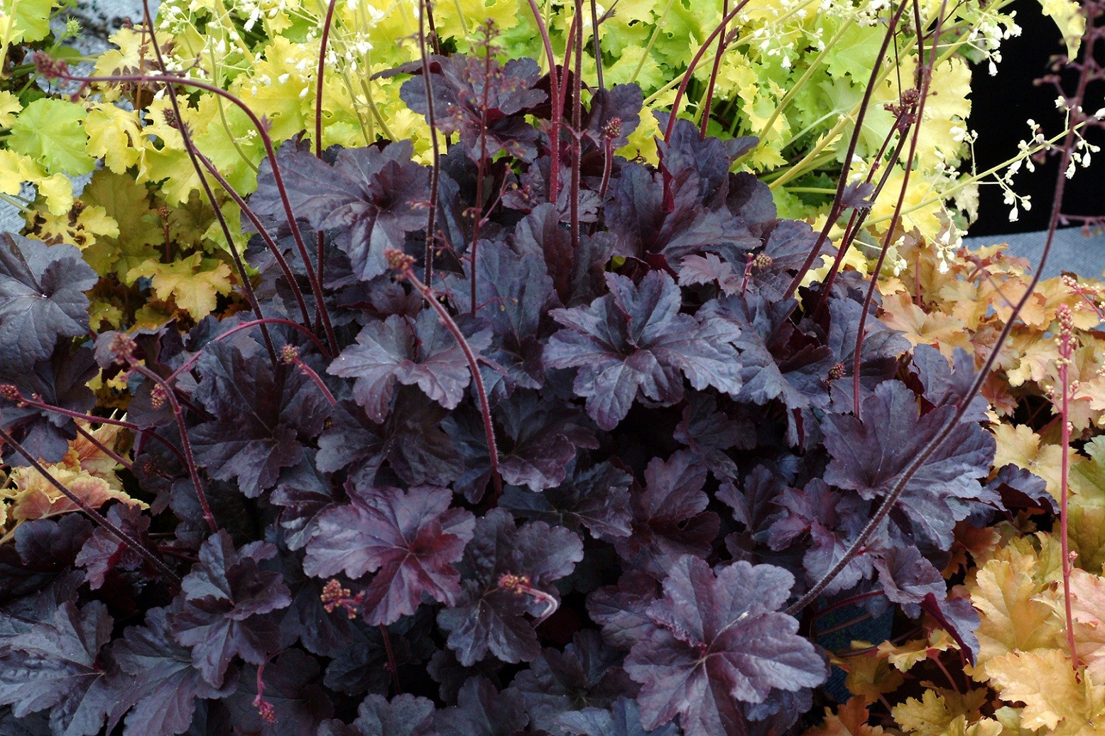 Coral Bells Obsidian