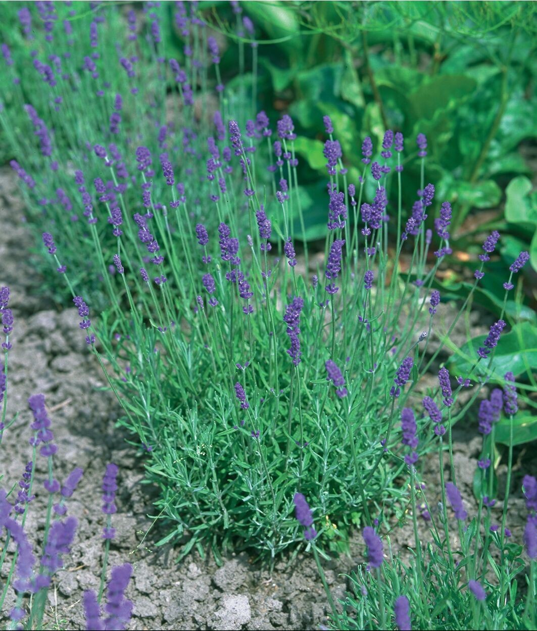 Lavender, Hidcote Blue - TheTreeFarm.com