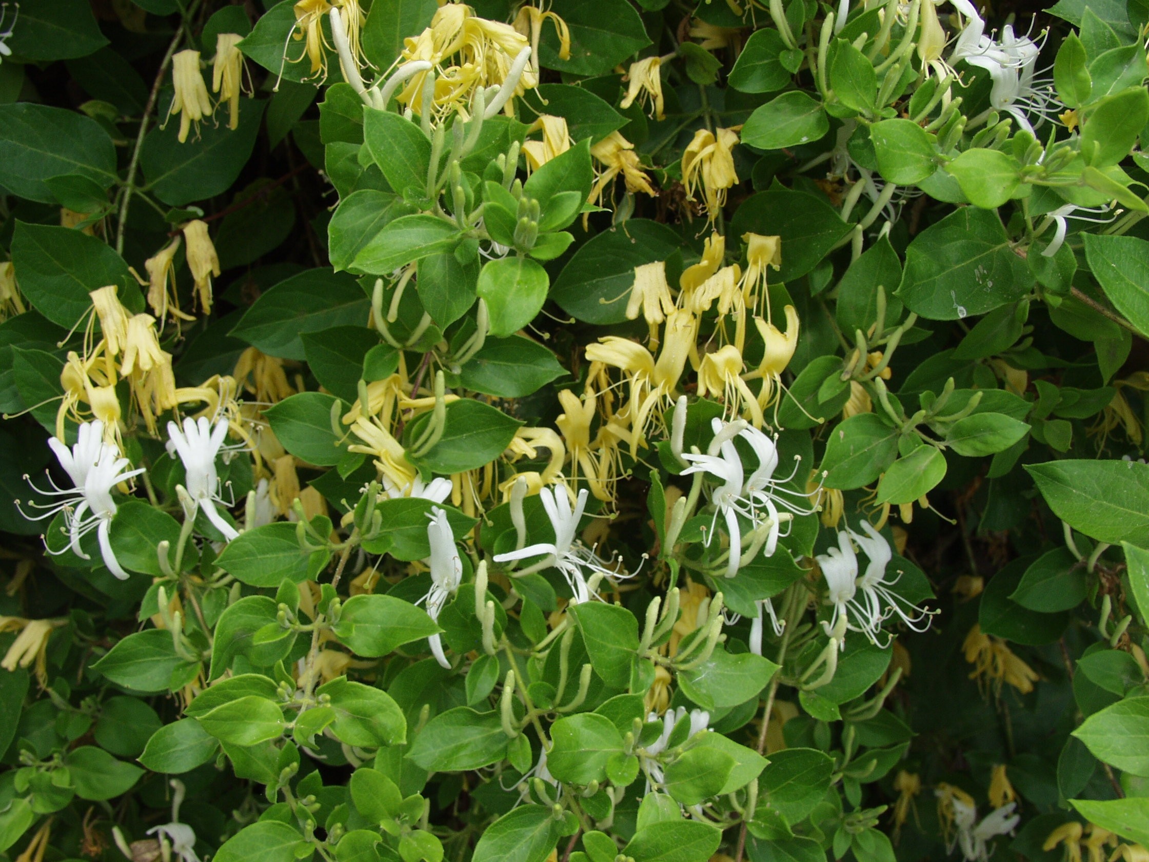 albo plant Pothos Albo