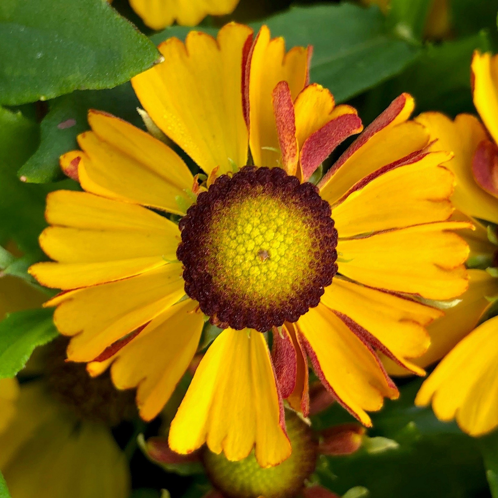 Helen’s Flower, HayDay™ Golden Bi-Color - TheTreeFarm.com