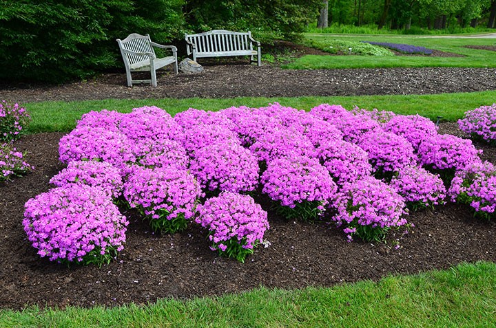 Phlox, Tall Garden Forever Pink - TheTreeFarm.com