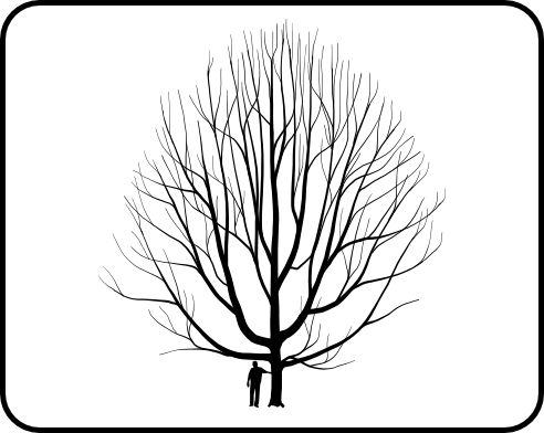 Oak, Northern Red - TheTreeFarm.com