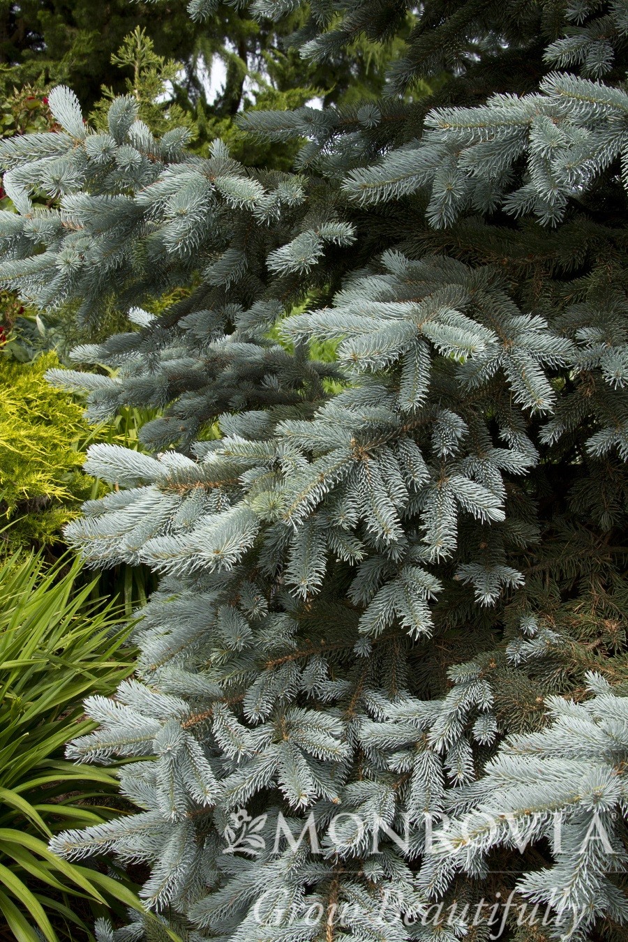 spruce-colorado-hoopsi-blue-thetreefarm